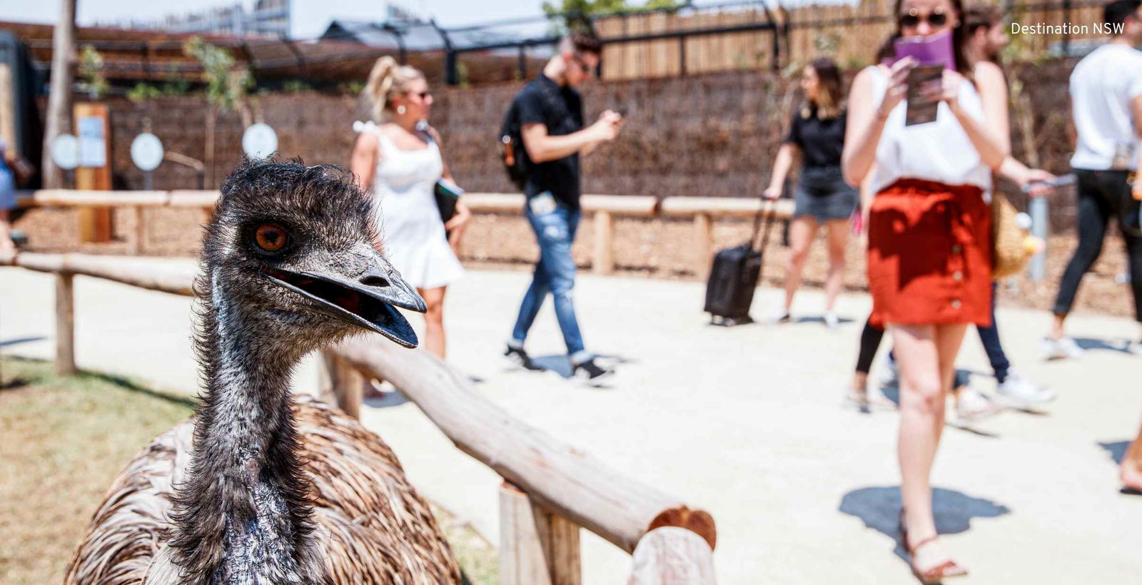 Woman taking photo of Emu at Zoo