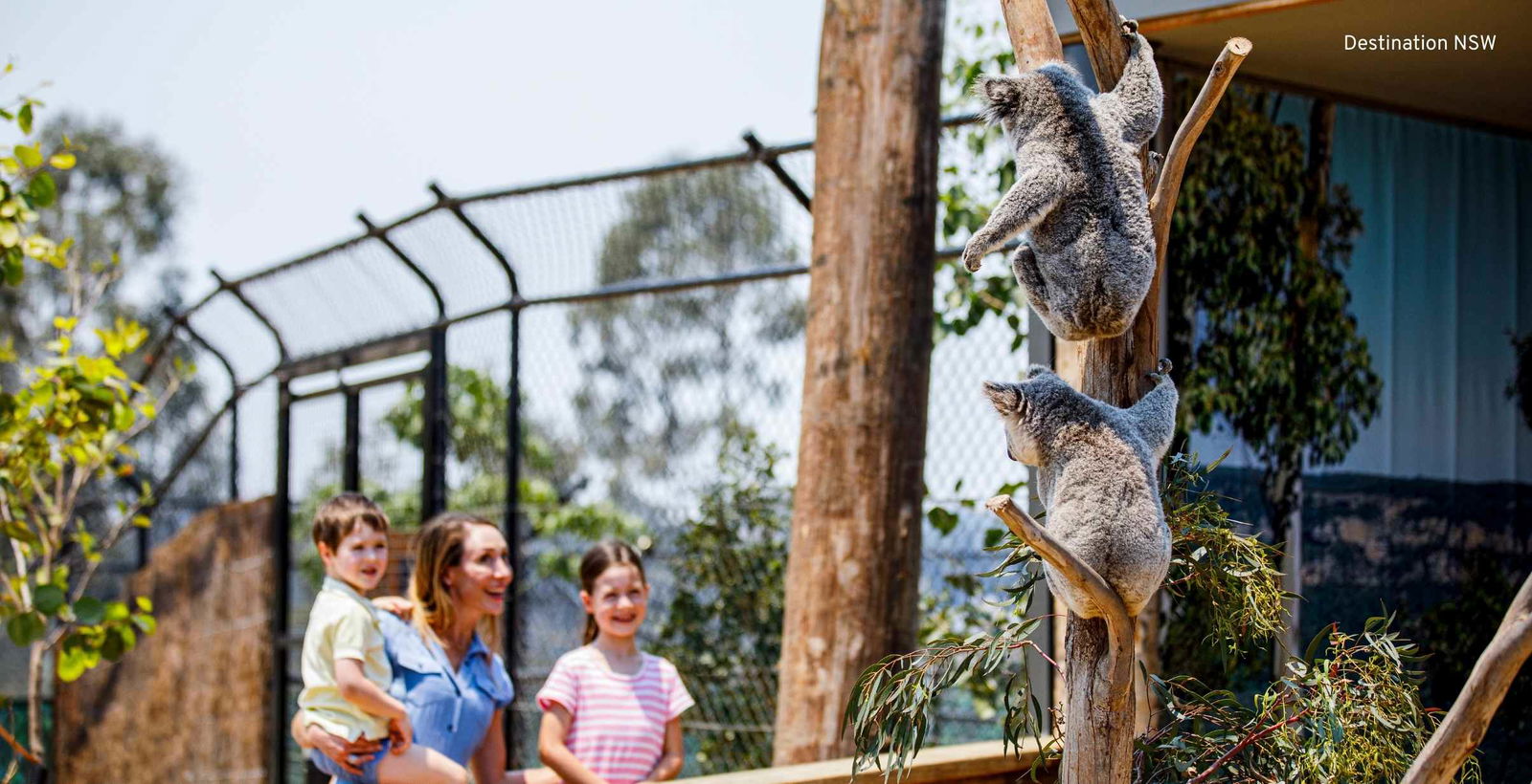 Mother and kids looking at koala in a tree at wildlife park.