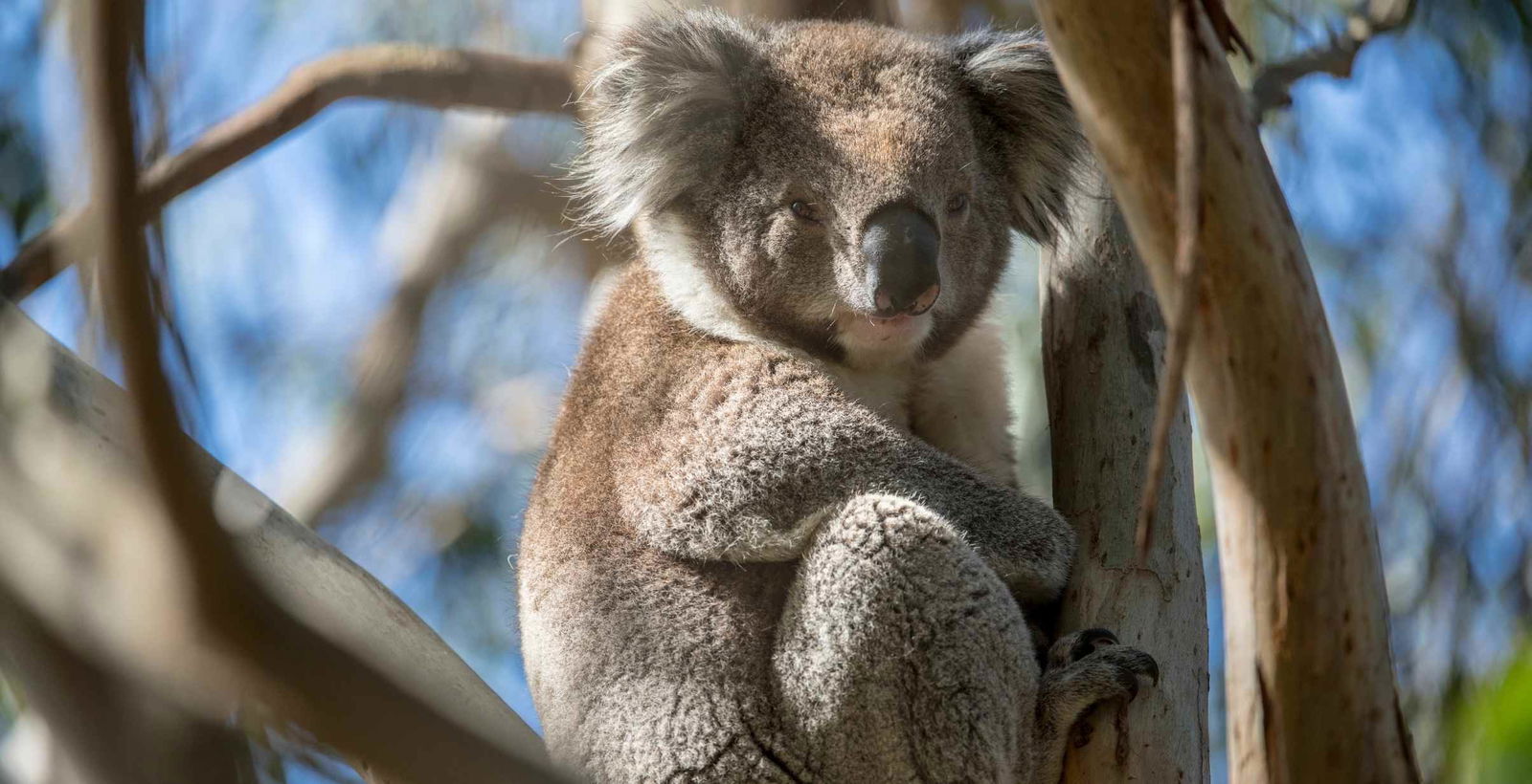 Koala Bear sitting in Tree