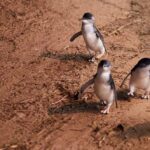 A group fo small fairy penguins waddling out of the ocean and up the sandy beach towards their nests on Phillip Island after a long day of fishing.