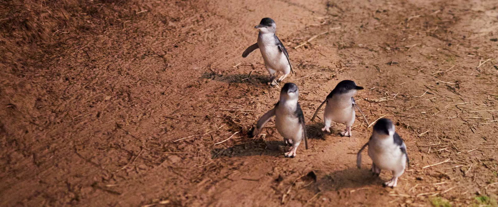 A group fo small fairy penguins waddling out of the ocean and up the sandy beach towards their nests on Phillip Island after a long day of fishing.