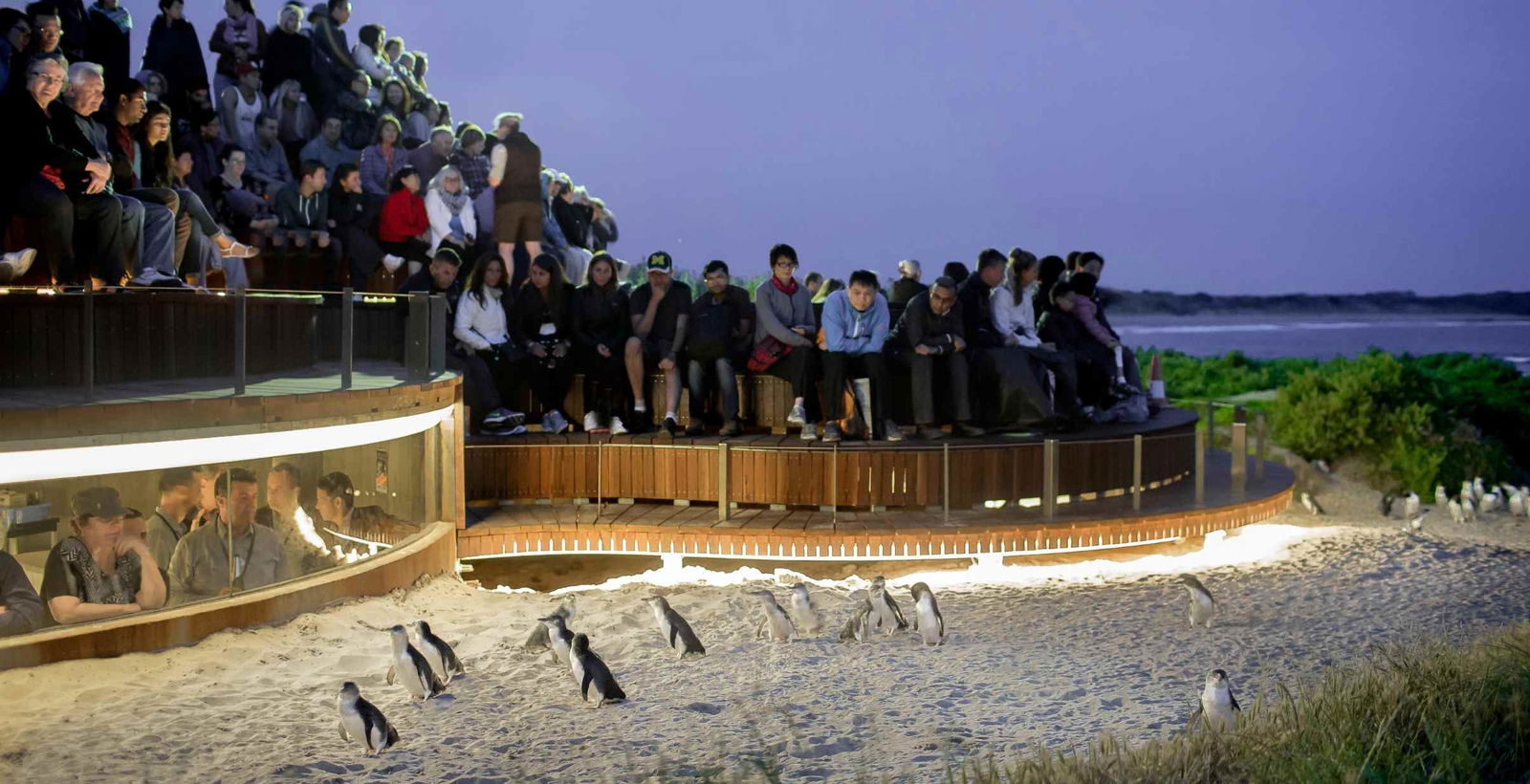 People watching penguins match home after dusk from viewing platform on Phillip Island.