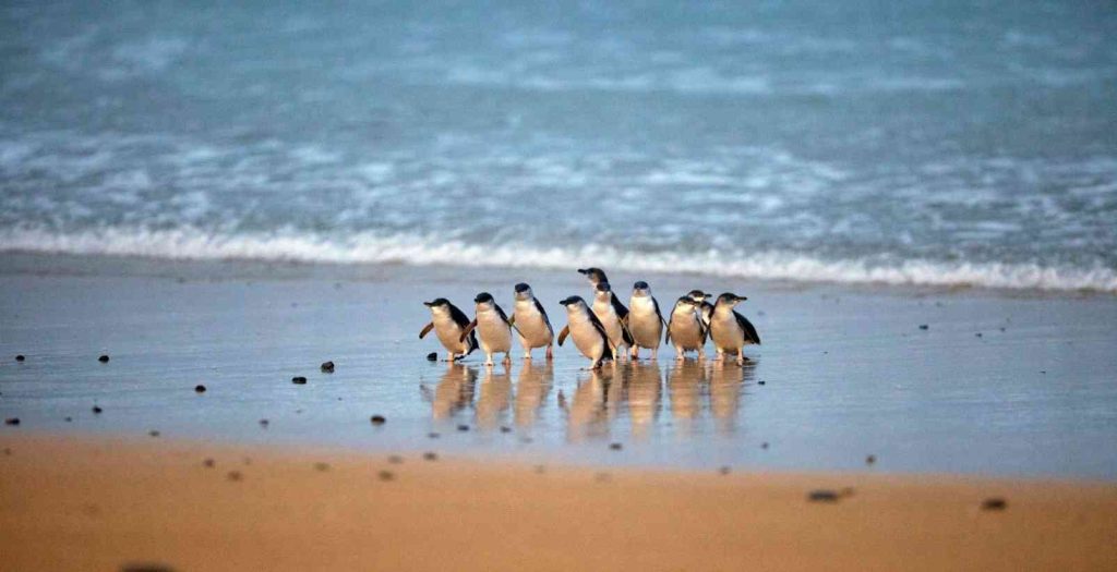 A group fo small fairy penguins waddling out of the ocean and up the sandy beach towards their nests on Phillip Island after a long day of fishing.
