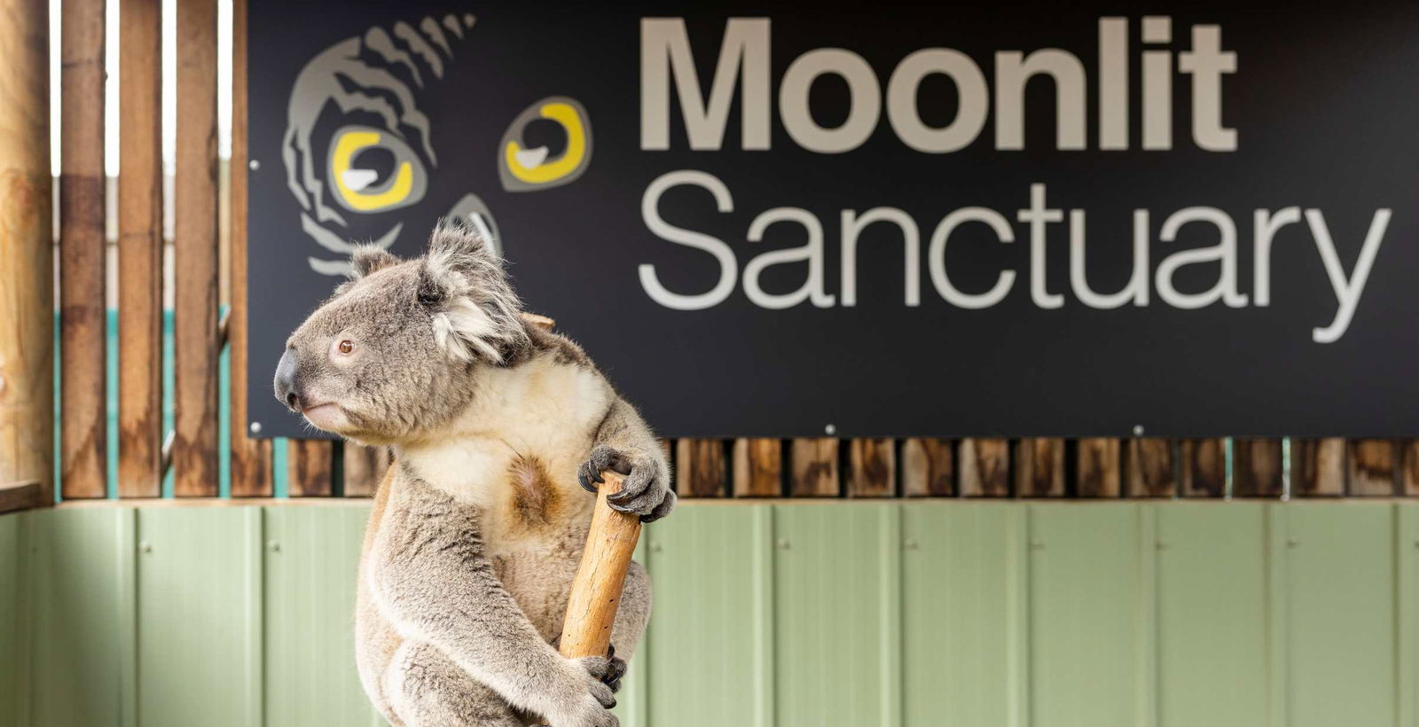 Koala hanging upright onto bare branch at the Moonlit Sanctuary.