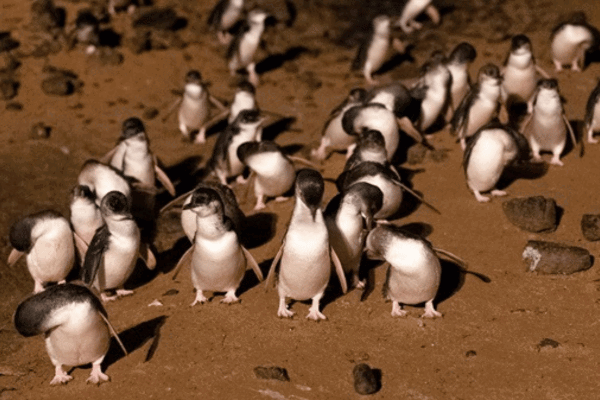 Penguin parade on Phillip Island