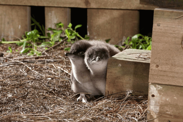 Penguins on phillip island