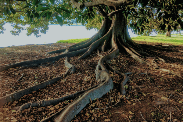 Tree trunk in botanical gardens
