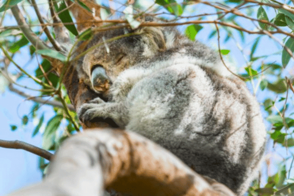Koala in eucalyptus tree