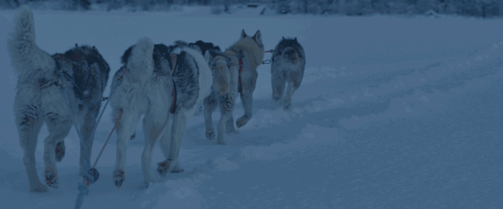 dogs in snow